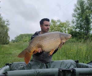 Common Carp
