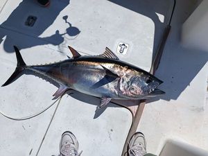 Bluefin Tuna