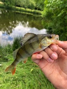 European Perch