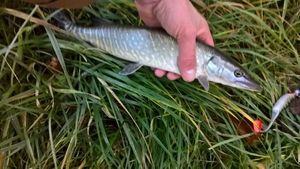 Northern Pike