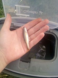 Common Minnow