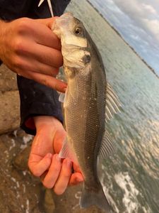 European Bass (Seabass)