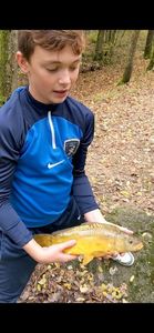 Mirror Carp