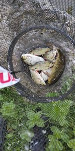 Common Bream