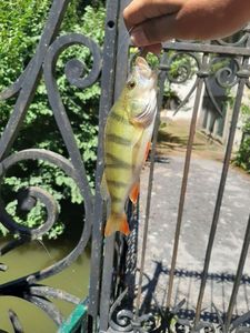 European Perch