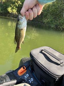 Largemouth Bass