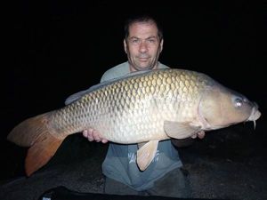 Common Carp