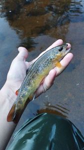 Brown Trout