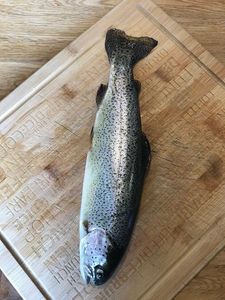 Rainbow Trout