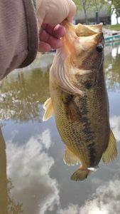 Largemouth Bass