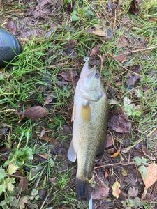 Smallmouth Bass