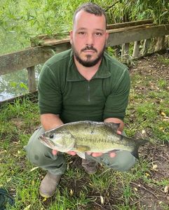 Largemouth Bass