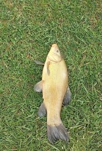 Tench