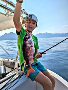 Redbanded Seabream