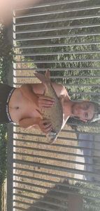 Common Bream