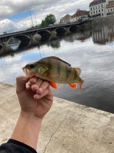 European Perch