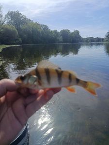 European Perch