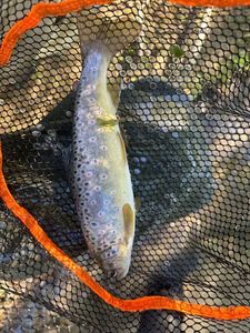 Brown Trout