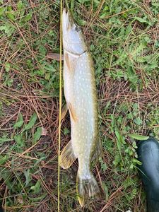 Northern Pike