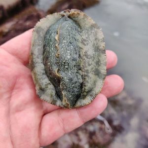 Green Ormer
