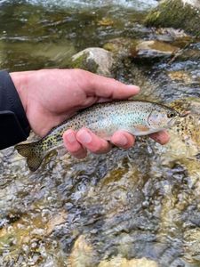 Brook Trout