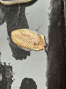 Common Cuttlefish
