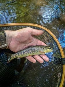 Brown Trout