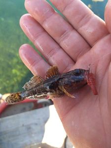Giant Goby