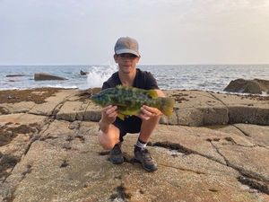 Ballan Wrasse