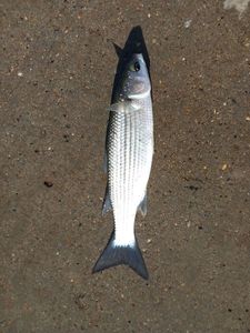 Thicklip Grey Mullet