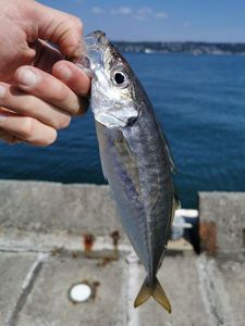 Atlantic Horse Mackerel