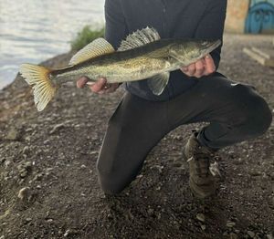 Zander