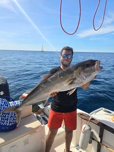 Greater Amberjack