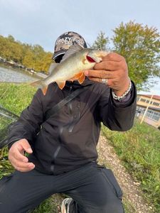 European Perch