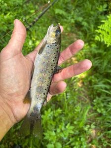 Brown Trout