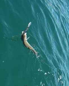 European Bass (Seabass)