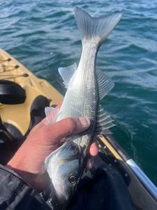 European Bass (Seabass)