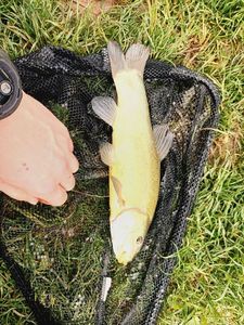 Tench