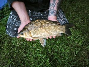 Crucian Carp