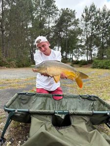 Mirror Carp