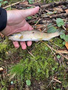Brown Trout