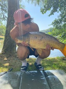 Common Carp