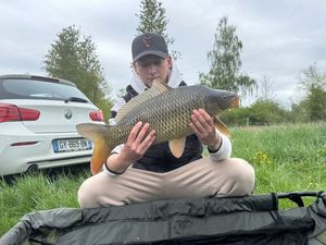 Common Carp