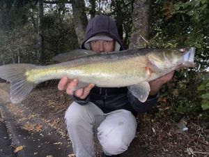 Zander