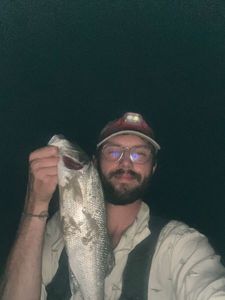 European Bass (Seabass)