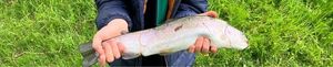 Rainbow Trout