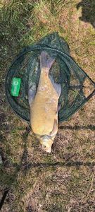 White bream