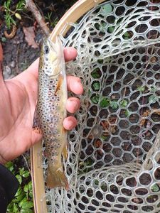 Brown Trout