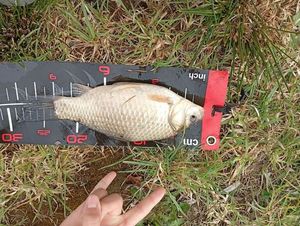 Crucian Carp