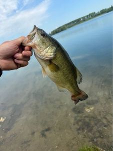 Largemouth Bass